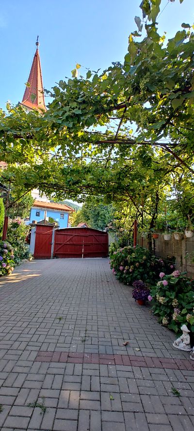 A grapevine tunnel, with the Sibiel church tower in the distance