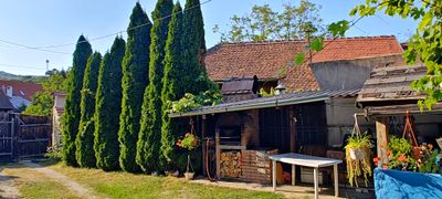The guesthouse grounds, with cypress trees and the farm buildings