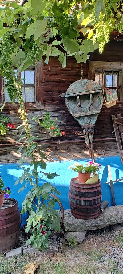 A decorative corner with old tools and wine barrels, by the blue wall